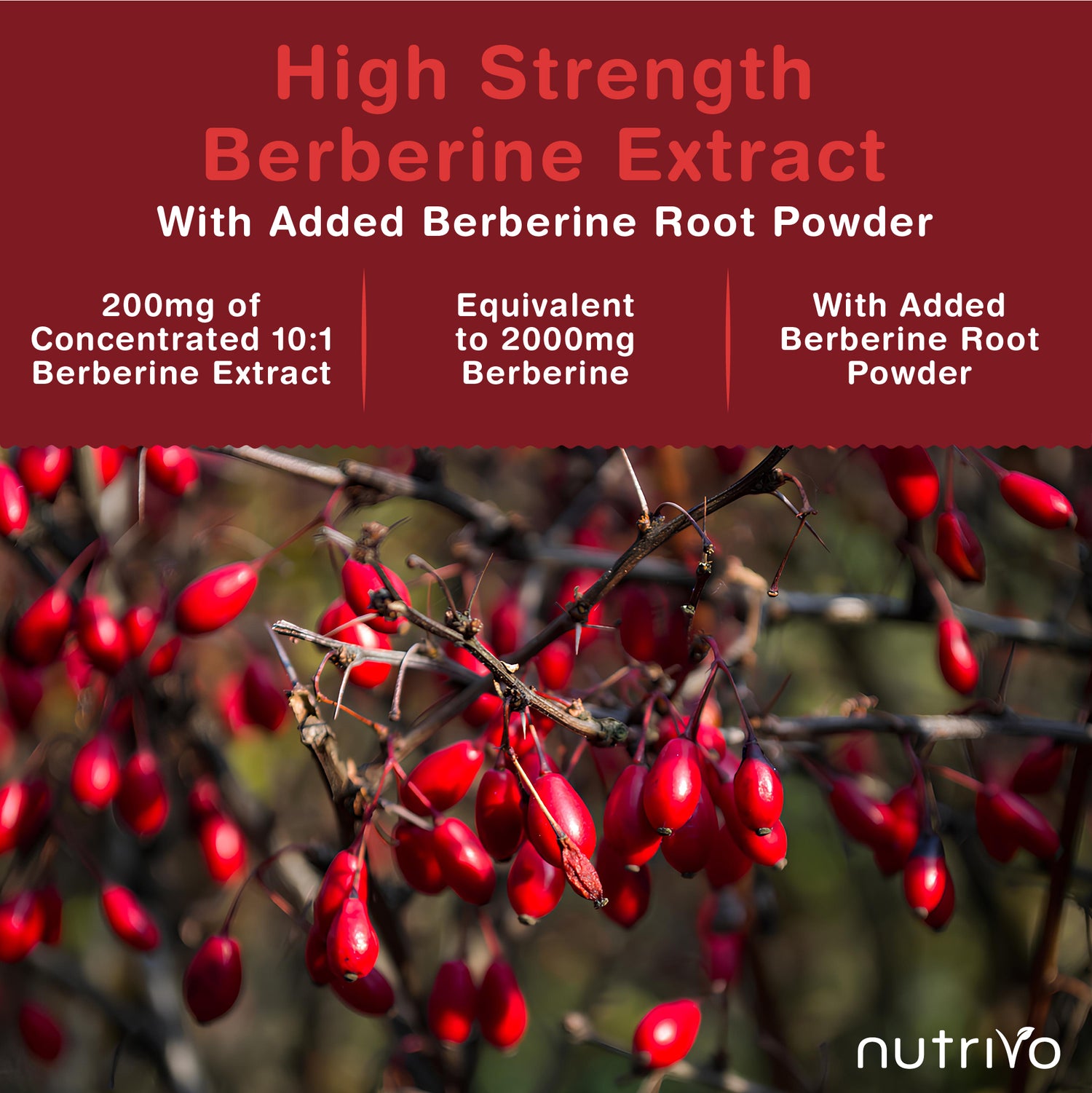 Berberine 2000mg Capsules from 200mg of 10:1 Berberine Extract | 120 Capsules - One A Day | 4 Months Supply