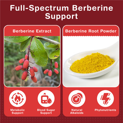 Berberine 2000mg Capsules from 200mg of 10:1 Berberine Extract | 120 Capsules - One A Day | 4 Months Supply
